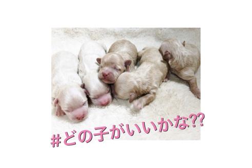 成約済の秋田県のミックス犬-86091の8枚目